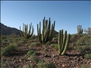 Organ Pipe Cactus National Monument, North Puerto Blanco Scenic Drive (40)